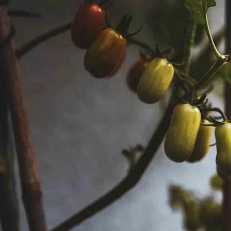 Dom Pod Lasem 44 * Klecza Gorna