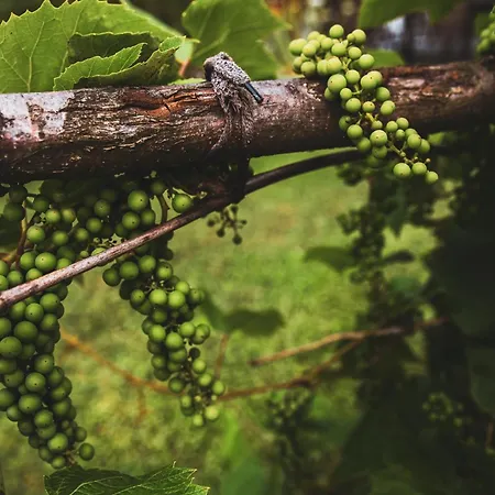 Prázdninový dům Dom Pod Lasem 44 Klecza Gorna