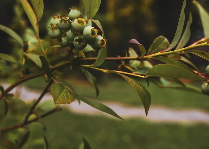 Dom Pod Lasem 44 בית נופש *